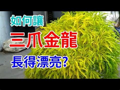 三爪金龍缺水